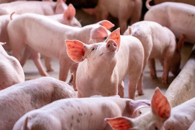 Porc vif
